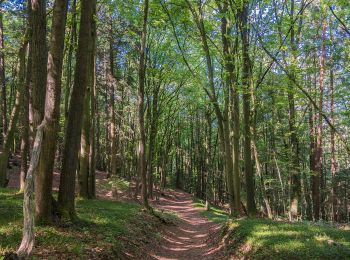 Trail On foot Plankenfels - Plankenfels Rundwanderweg 