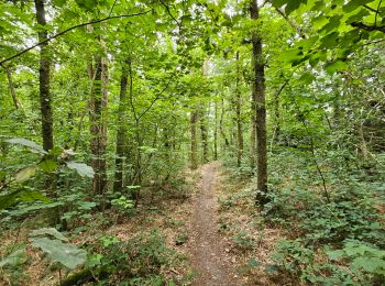 Tocht Stappen La Roche-en-Ardenne - Balade à Maboge - La Roche en Ardennes - Photo
