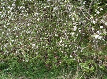 Randonnée Marche Saint-Étienne-du-Rouvray - Forêt du Madrillet Jacques 01 62 76 - Photo