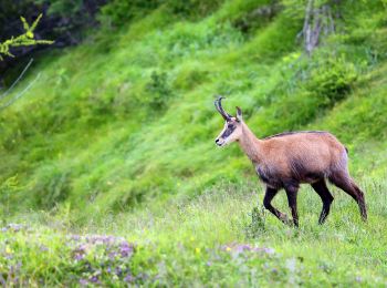 Randonnée A pied Arsiero - IT-538 - Photo