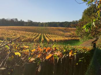 Percorso Marcia Court-Saint-Étienne - Tangissart et son Vignoble - Photo