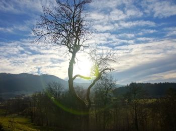 Tocht Te voet Langenwang - Wanderweg 732 - Photo