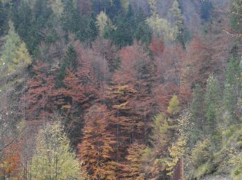 Randonnée A pied Gemeinde Schottwien - Greis - Almsteig - Sonnwendstein - Photo