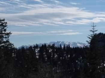 Percorso Racchette da neve Autrans-Méaudre en Vercors - 17-03-19  raquettes Autrans - Photo