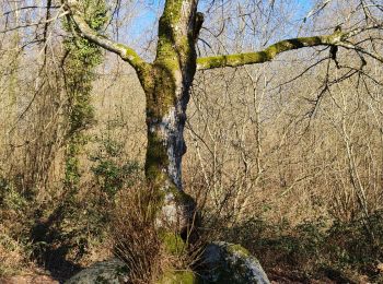 Tocht Stappen Couzeix - Couzeix - Photo