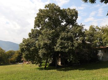 Excursión A pie Arco - Sentiero di Vallestrè - Photo