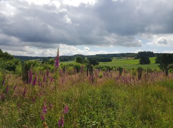 Randonnée Marche Vielsalm - Vielsalm - Photo