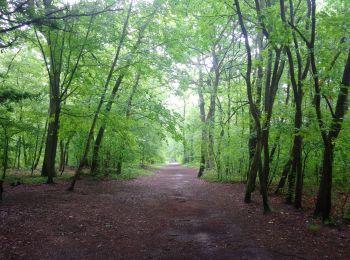 Percorso Marcia Le Mesnil-le-Roi - Huit dans la forêt - Photo