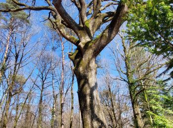 Randonnée Marche Bagnoles-de-l'Orne-Normandie - Forêt d'Andaine - Photo