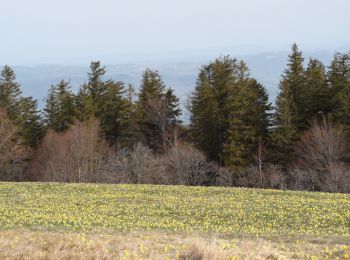 Tour Wandern Le Bessat - bessat1100 - Photo