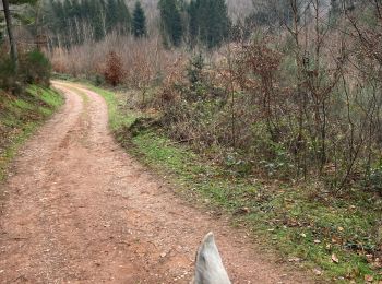 Tocht Paardrijden Walscheid - Circuit roche du diable joyeux Tivio  - Photo