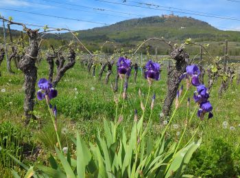 Trail Walking Saint-Hippolyte - St-Hippolyte - Rorschwihr - Grasberg - Bergheim - Reichenberg - Rodern - Photo