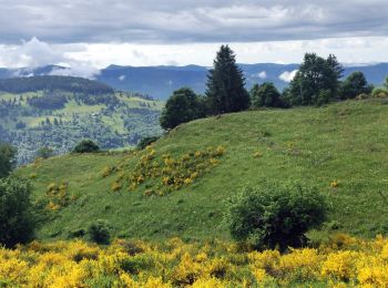 Tour Reiten Gerbamont - 2022-06-04 Rando CVA Gerbamont Boucle Foret de Noire Goutte - Photo