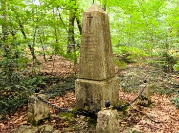 Tocht Te voet Fontainebleau - Fontainebleau les monts de Fay - Photo