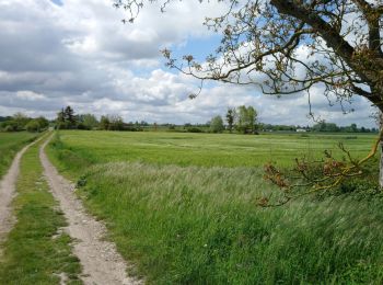 Trail Walking Fondettes - Fondettes - Sentier Aubrière-Gâtine - 9.6km 110m 2h00 - 2019 05 05 - Photo