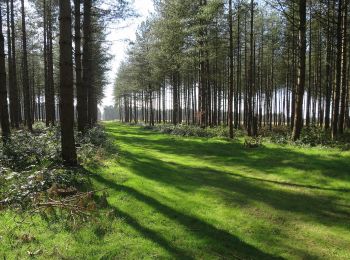 Randonnée A pied West Suffolk - Firecrest Trail - Photo