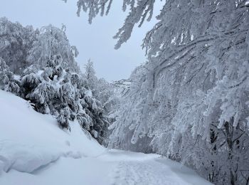 Tocht Stappen Larrau - Iraty cabane ZINGOLATZE - Photo