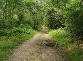 Randonnée Attelage Coye-la-Forêt - randonné jl Dark 1 er juillet - Photo