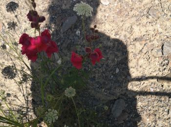 Tour Wandern Ayent - Samarin  - Photo