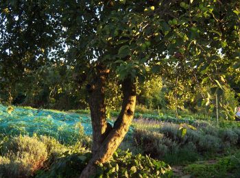 Trail On foot San Leonardo - IT-761 - Photo
