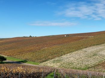 Percorso Marcia Neuville-sur-Seine - Les vignes champenoises - Photo