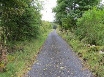 Trail On foot Roscommon Municipal District - Clogher - Photo