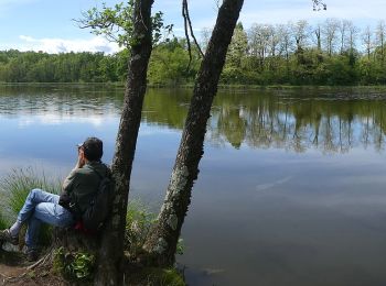 Randonnée A pied Comignago - Le zone umide - Photo