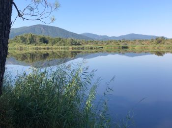 Randonnée Marche Le Cannet-des-Maures - Le vallon des Escarcets  - Photo