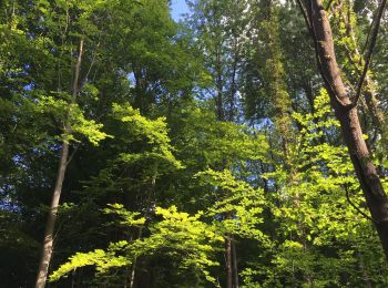 Trail On foot Ottignies-Louvain-la-Neuve - #200525 - Les trois bois, de l'Escavée, de Lauzelle, et des Rêves*** - Photo