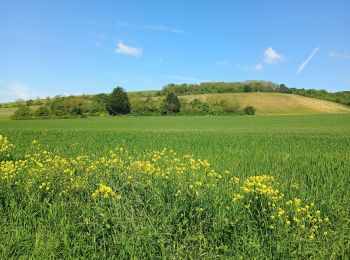 Tocht Stappen Joigny - Joigny par les vignes  - Photo