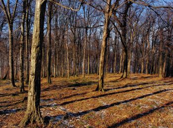 Randonnée A pied Kesztölc - Z+ Hunfalvy út (Klastrompuszta th. - Két-bükkfa-nyereg - Dobogókő, hegytető am.) - Photo