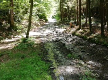 Tour Mountainbike Paliseul - maissin our lesse 24km - Photo