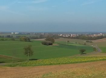 Trail On foot Großostheim - Rundwanderweg Großostheim Sausteige 3: Mutter-Gottes-Buchen-Weg - Photo