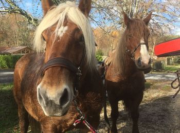 Trail Horseback riding Roaillan - Roaillan La Saubotte - Photo