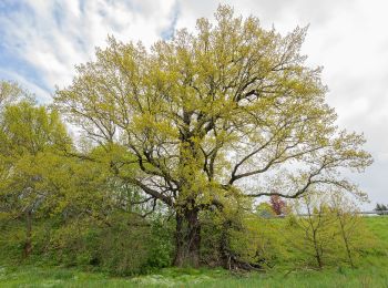 Tour Zu Fuß Frankenberg/Sachsen - Rundweg ­Lützeltal­-Buchenwald - Photo