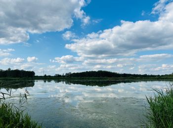 Tour Wandern Zonhoven - de-wijers-platwijers-wijvenheide-instapplaats-paalsteen-groen 2 - Photo