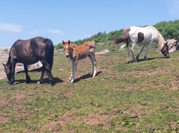 Tour Wandern Itxassou - itxassou  col des veaux - Photo