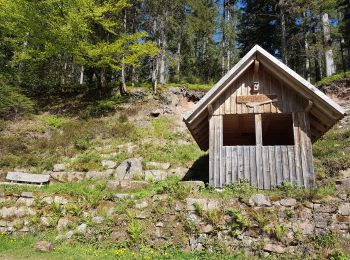 Tour Wandern Forbach - Rote Lache - Lac Schwarzenbachstausee - Badener Höhe (Rother n°39) - Photo