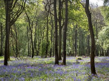 Randonnée Marche Opwijk - 20230415 Hyacintentocht T8 km wa 8,3 km Kravaalbos via Terberglos en Lus Groenedreef - Photo