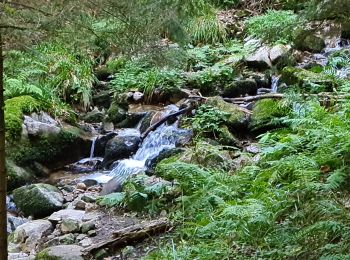 Trail Walking Plainfaing - 20210930_rando_Yol_Roches_de_Valtin - Photo