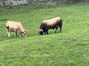 Trail Walking Recoules-d'Aubrac - Recouverte - Photo