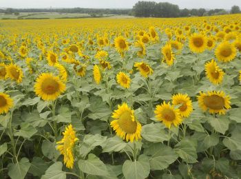 Tocht Stappen Roiffé - Les Tournesols - Photo