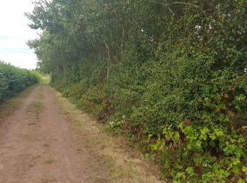 Excursión Ruta Chouain - 20190816 Éoliennes Christot Audrieu Ducy Condé chemin des mûres  - Photo