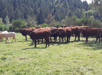 Excursión Senderismo Chambon-sur-Dolore - Le Clos - Chambon sur Dolore - Photo