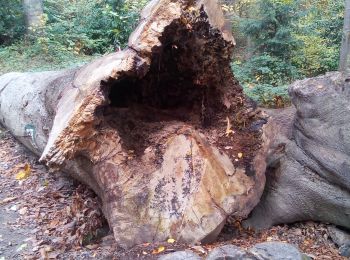 Tour Wandern Viroflay - Le pont Colbert - Photo