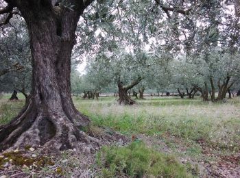 Tour Wandern Caromb - caromb 84  - Photo