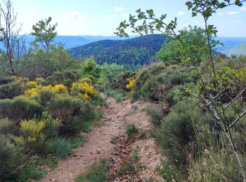 Trail Walking Val-d'Aigoual - L'Esperou  Le Vigan GR 7 - Photo