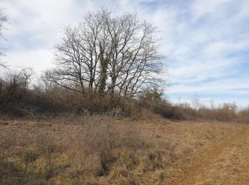 Tocht Stappen Parmilieu - ancien sentier des bigues - Photo