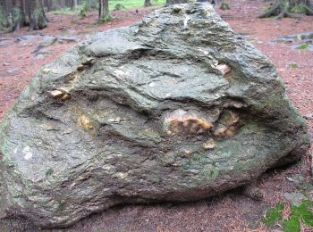 Excursión A pie Železná Ruda - NS Sklářská - Photo