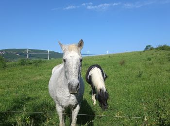 Percorso Marcia Millau - J8: Millau-St Georges de Luzençon-160522 - Photo